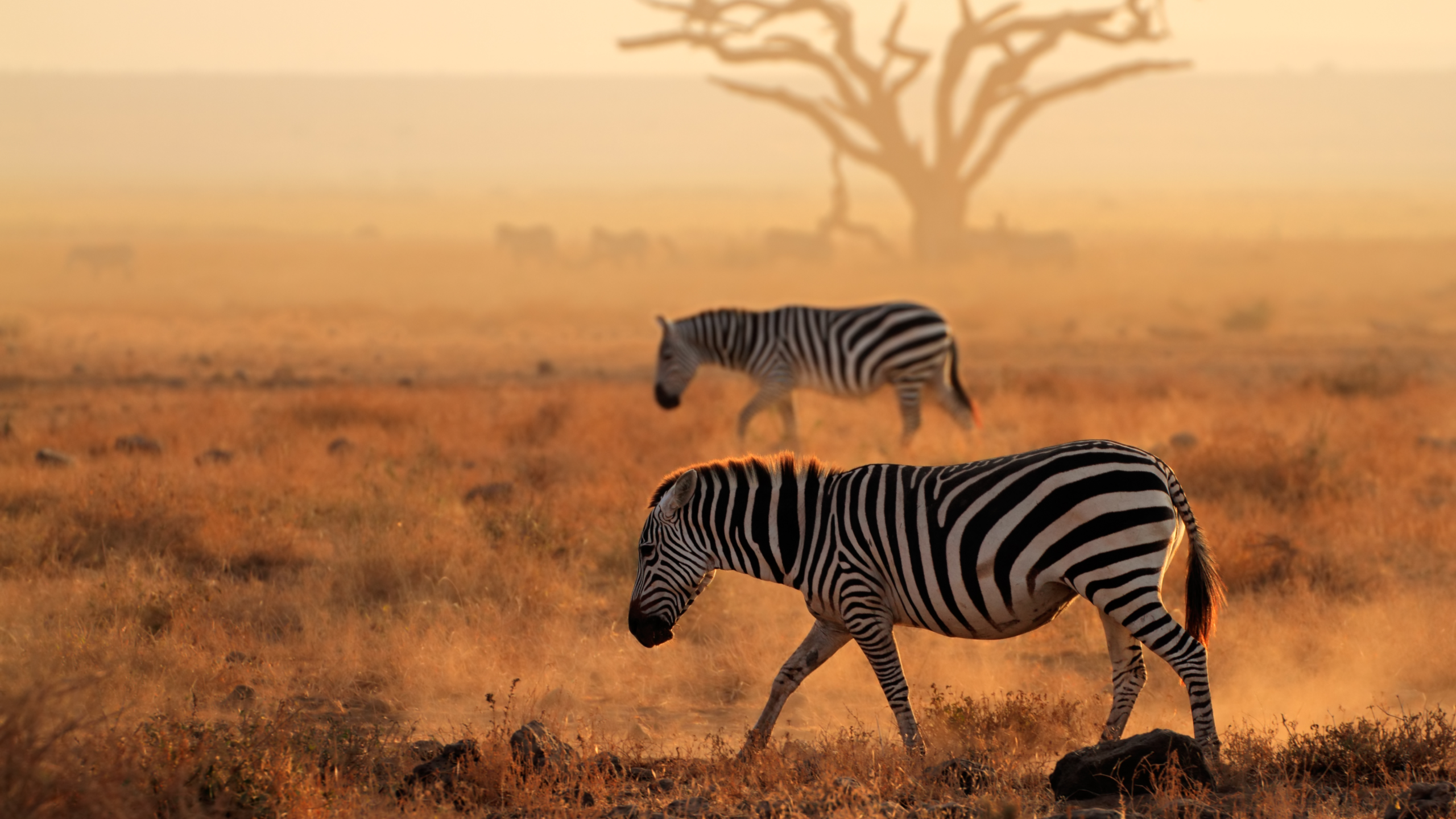 Departure, African bush